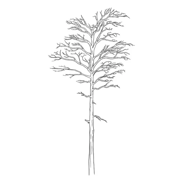 Croquis vectoriel simple arbre nu — Image vectorielle