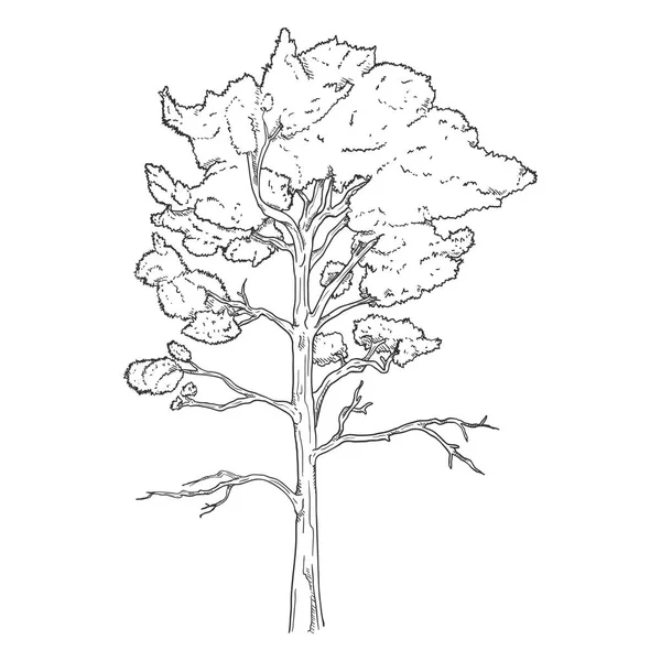 Vector dibujado a mano boceto pino árbol — Archivo Imágenes Vectoriales