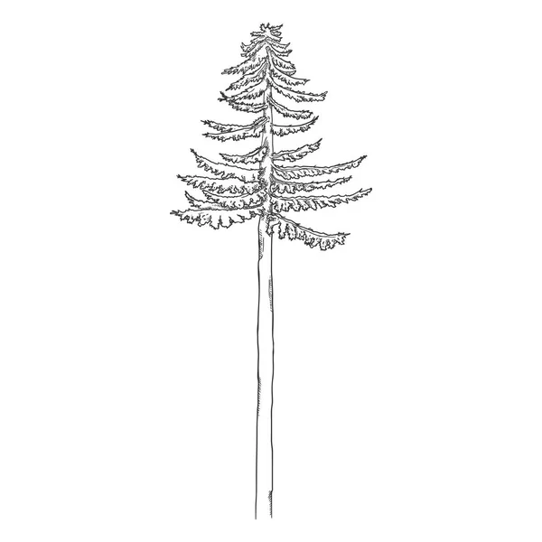Croquis vectoriel dessiné à la main Pin Tree — Image vectorielle