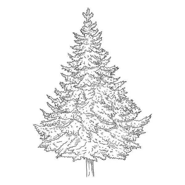 Vector Hand Drawn Sketch Pine Tree — Stock Vector