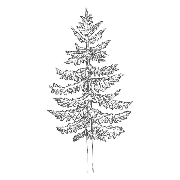 Vektör El Çizimi Spruce — Stok Vektör