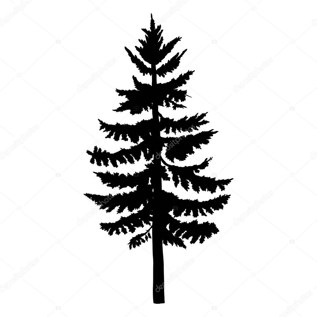 Vector Single Black Silhouette of Spruce