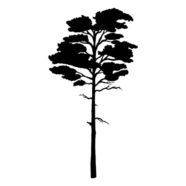 Vector Black Silhouette of Pine Tree — Stock Vector