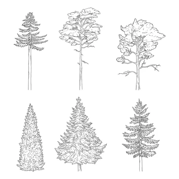 Set vettoriale di alberi di pino schizzo — Vettoriale Stock