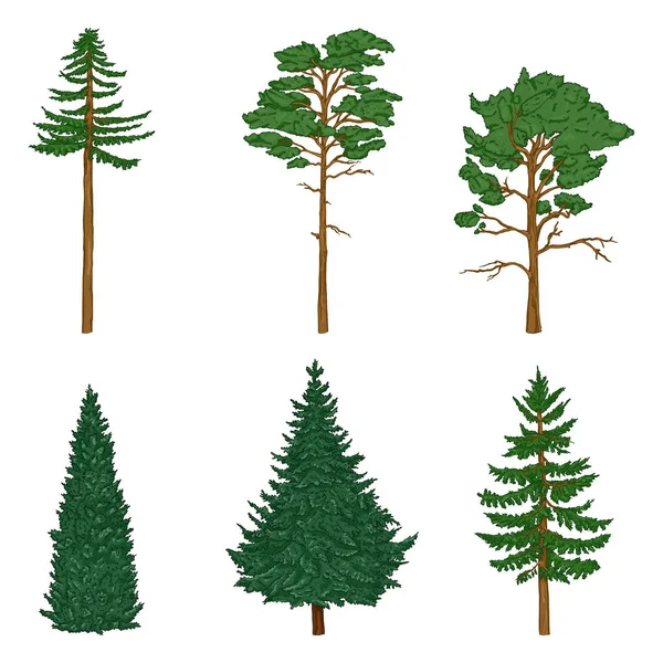 Vector Set of Cartoon Pin Trees, Cedar, Spruce. — Stock Vector