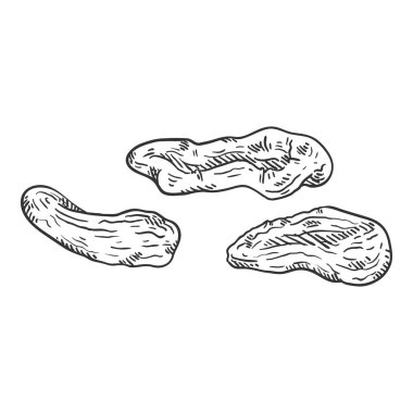 Vektör kroki Illustration-Kurutulmuş Kayısı