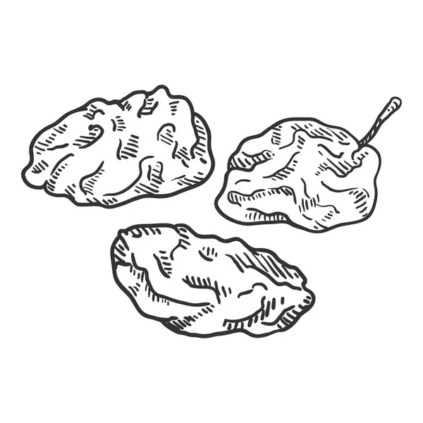 Vector Sketch Illustration - Prune. Ciruela seca . — Archivo Imágenes Vectoriales