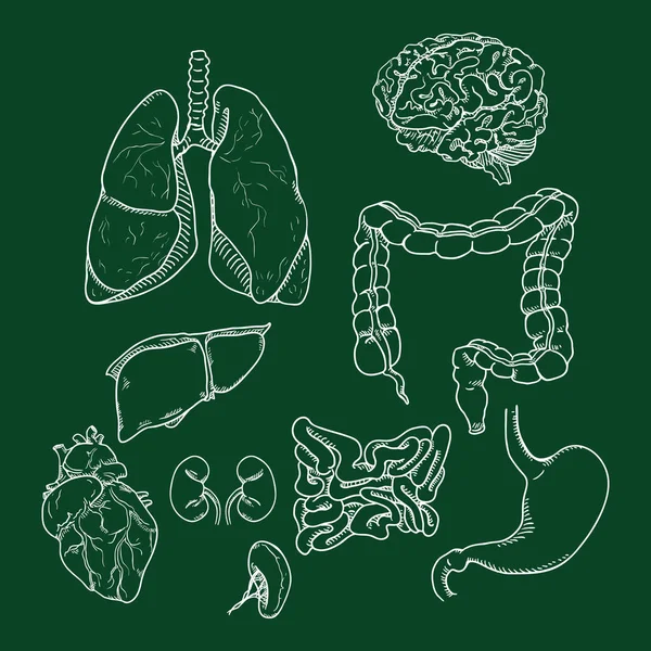 Set di schizzi di gesso vettoriale di organi umani anatomici. Illustrazione della medicina . — Vettoriale Stock