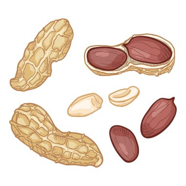 Vektör Seti Karikatür Fıstık.