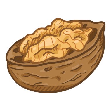 Peel Vektör Tek Karikatür Ceviz