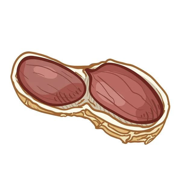 Vector Único Cartoon amendoim —  Vetores de Stock