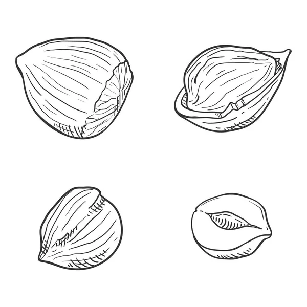 Vector Set of Sketch Hazelnuts — Stock Vector