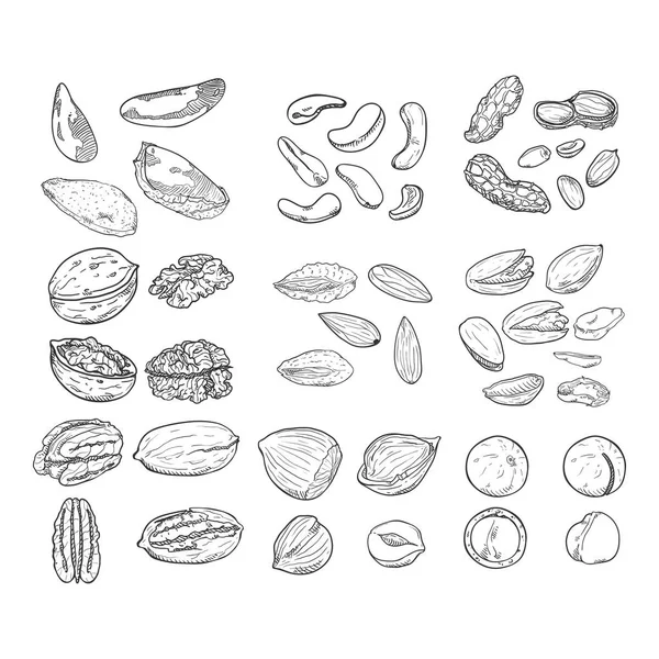 Vector Sketch Set of Nuts. Semua Types of Edible Nuts. Camilan sehat . - Stok Vektor