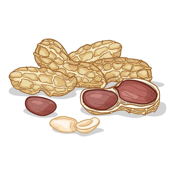 Векторная карикатура на арахис — стоковый вектор