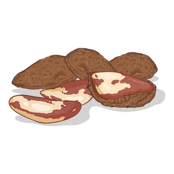 Vector Cartoon Illustration Pile of Brazilian Nuts — Stock Vector