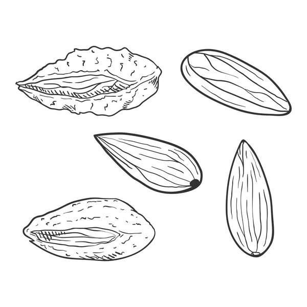 Vector Set of Sketch Almond Nuts — Stock Vector