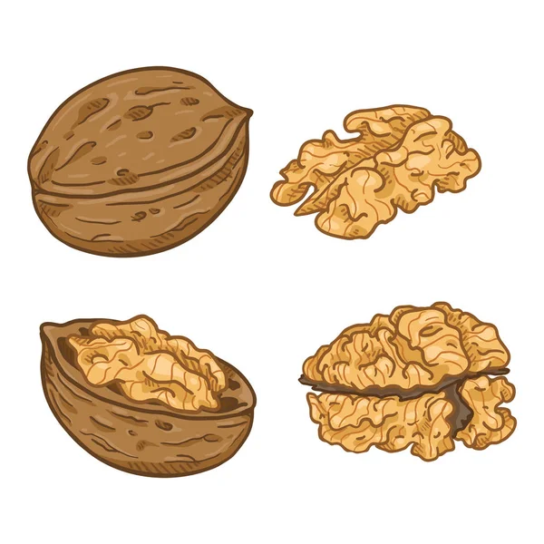 Vektorová sada kreslených vlašských ořechů. — Stockový vektor