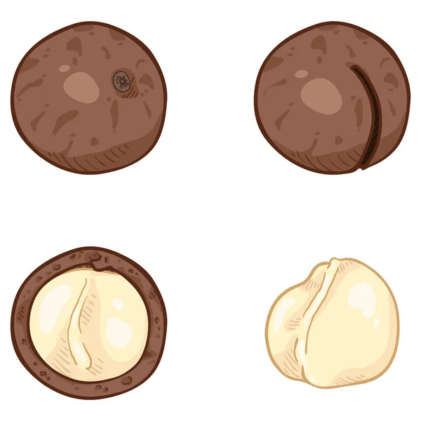 Conjunto de vectores de dibujos animados nueces de macadamia . — Vector de stock