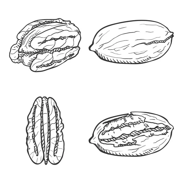 Vector Sketch Set of Pecan Nuts — Stock Vector