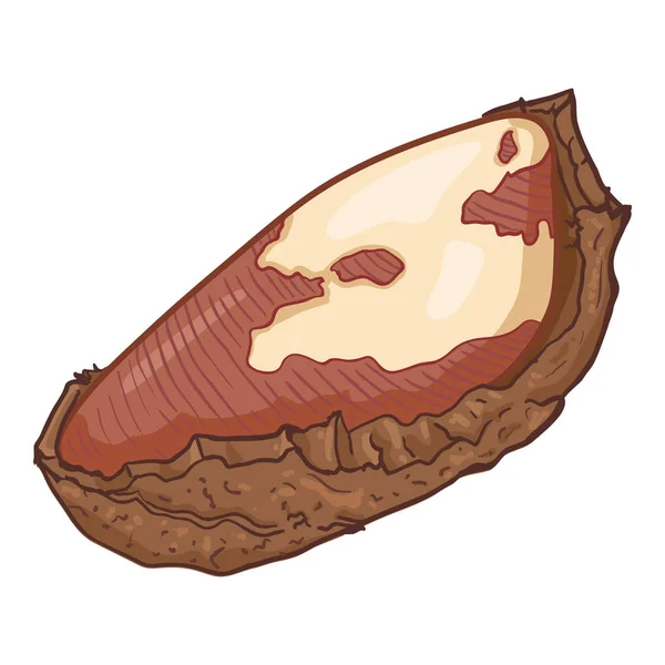 Векторный мультфильм "Бразильский орех в скорлупе" — стоковый вектор