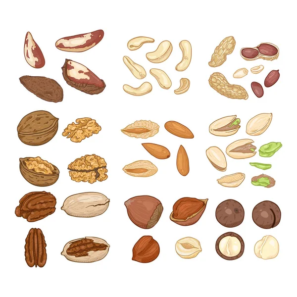 Conjunto de tuercas de dibujos animados vectoriales. Todos los tipos de frutos secos comestibles. Snack saludable . — Vector de stock