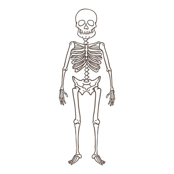 Vektor-Umriss-Charakter - menschliches Skelett — Stockvektor