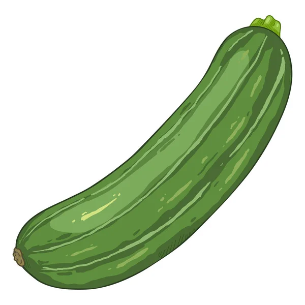 Vector Cartoon Dark Green Zucchini — Stok Vektör