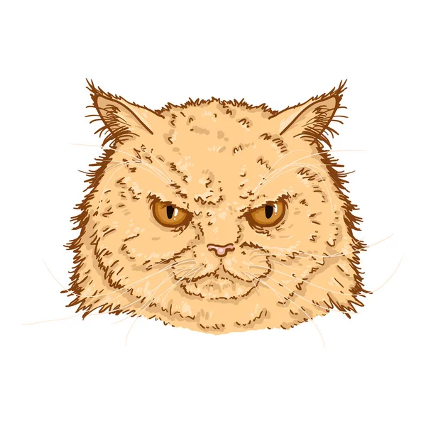 Vector Cartoon Angry Persian Cats Portrait. Illustration du visage de félin . — Image vectorielle