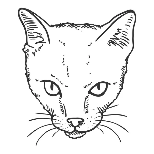 Croquis vectoriel Portrait de chat à poil court. Illustration du visage de félin . — Image vectorielle