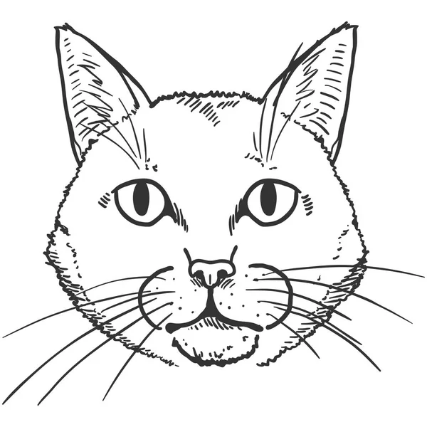 Croquis vectoriel Portrait mignon de chat. Illustration du visage de félin . — Image vectorielle