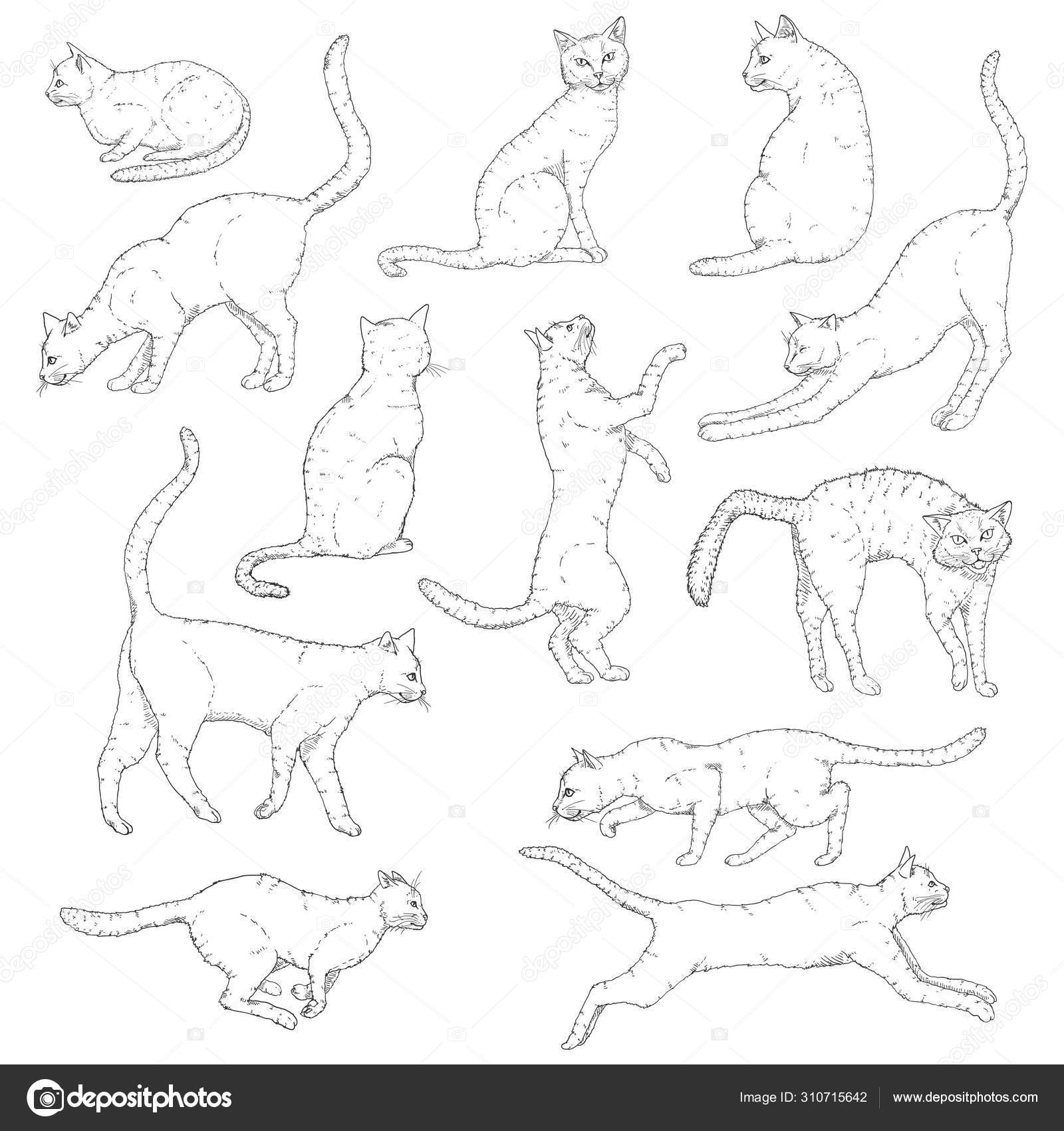 Vector Set Of Sketch Cats Illustration Hand Drawn Feline Poses Stock Vector Image By C Nikiteev