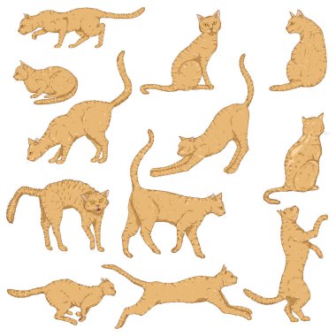 Vektör Cats Çizgi Filmi. Farklı Dizin Pozisyonları ve Çeşitliliği.