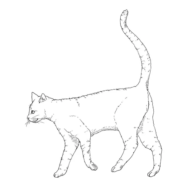 Chat qui marche. Croquis vectoriel Illustration de la féline — Image vectorielle