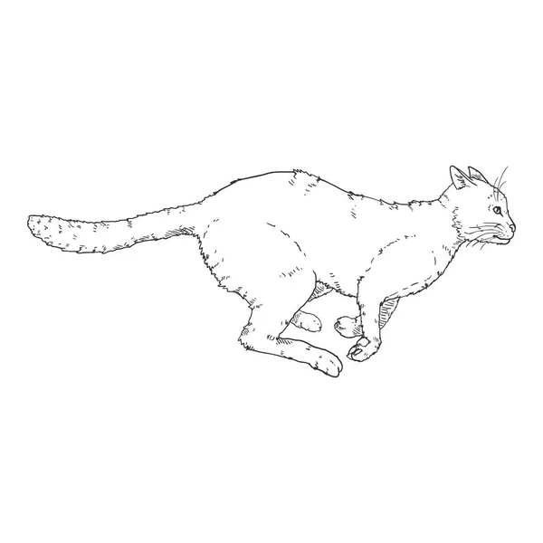 Running Cat. Vector Black Sketch Feline Illustration — Stock Vector