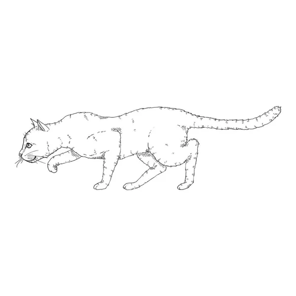 Sneaking Cat. Vector Black Sketch Feline Illustration — Stock Vector