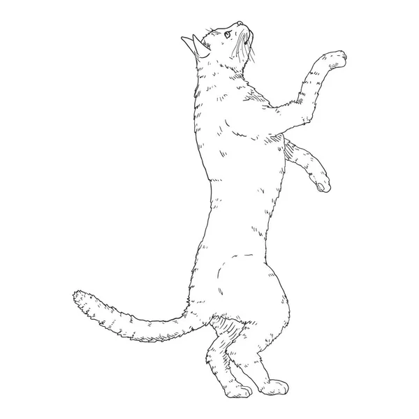 Katt på hans baktassar. Vektor Skiss Feline Illustration — Stock vektor