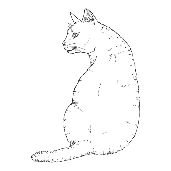 Siedzący kot. Szkice wektorowe Feline Illustration — Wektor stockowy