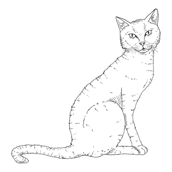 Zittende kat. Vector zwarte schets Feline illustratie — Stockvector