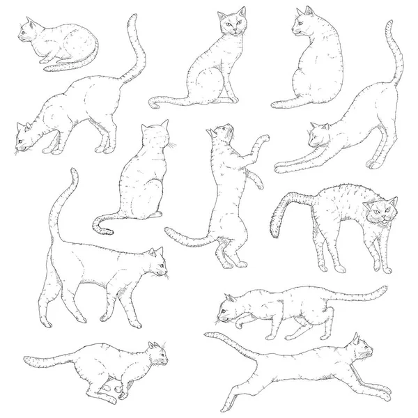 Ilustracja wektorowego zestawu szkiców kotów. Ręcznie rysowane żeńskie pozy. — Wektor stockowy