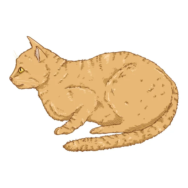 Lying Cat. Vector Cartoon Feline Illustration — Stock Vector