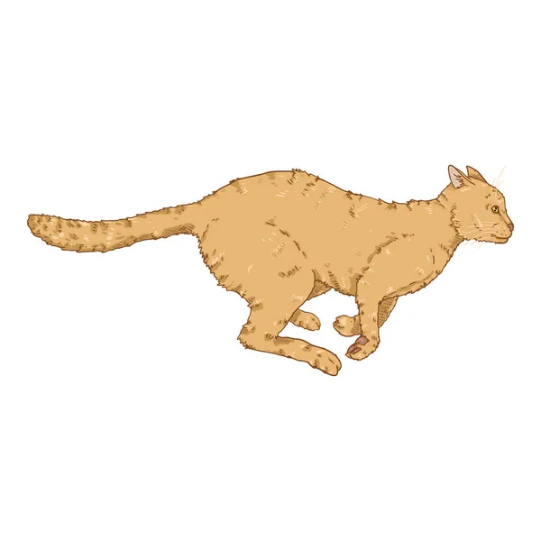 Gato Corredor. Ilustração felina dos desenhos animados do vetor — Vetor de Stock