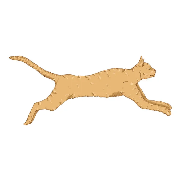 猫を飼っている。ベクトル漫画｜Feline Illustration — ストックベクタ