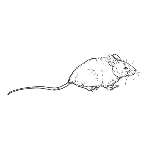 Vector Single Sketch Illustration - Mouse — Stock Vector