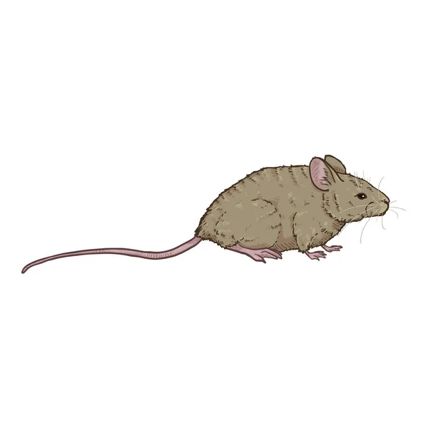 Ilustração dos desenhos animados vetoriais - Rato cinzento — Vetor de Stock