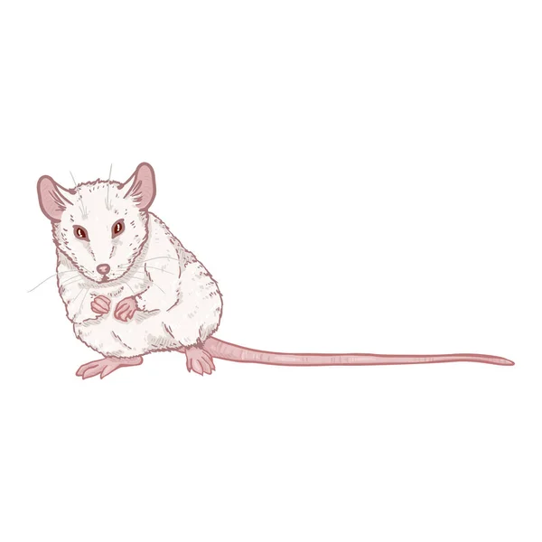 Ilustración de dibujos animados vectoriales - Albino White Mouse — Archivo Imágenes Vectoriales