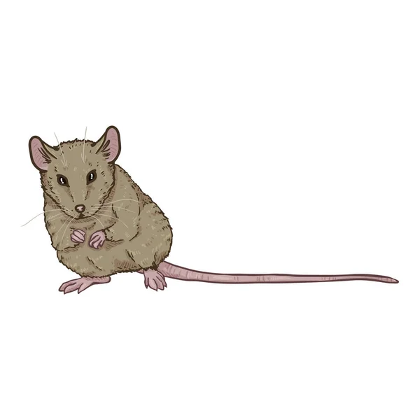 Vector Cartoon Illustration - Sitting Gray Mouse — Stock Vector