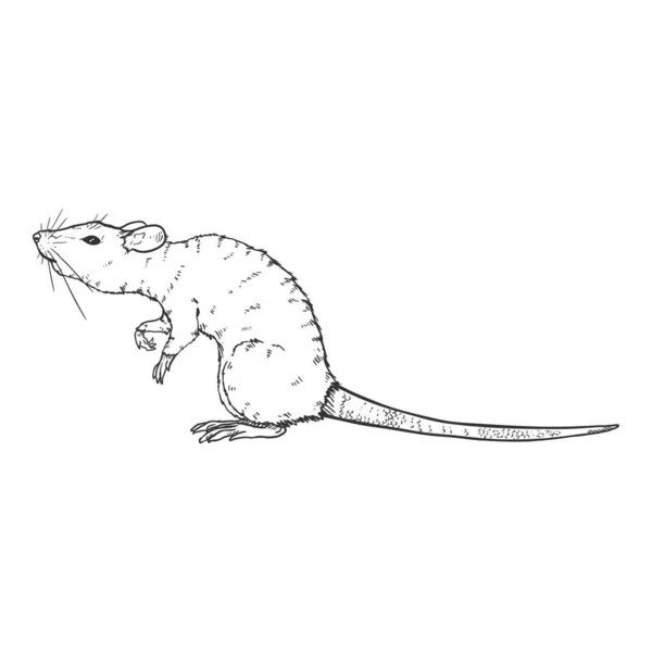 Vektorskizze Illustration - neugierige Ratte — Stockvektor