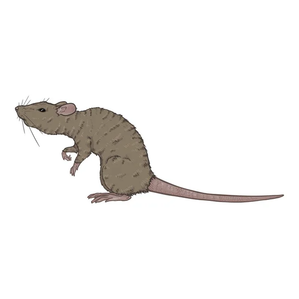 Vector Cartoon Illustration - Gray Rat — стоковий вектор