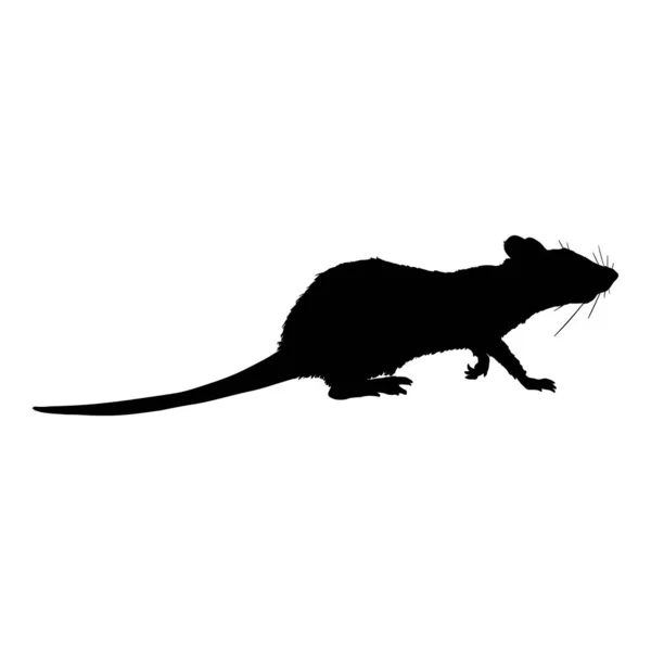 Векторный чёрный силуэт крысы — стоковый вектор