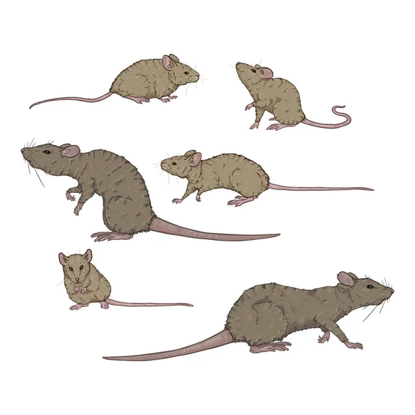 Vector Set of Cartoon Gray Rats and Mouses — Stock Vector